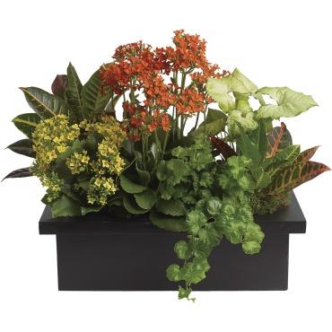 Stylish Plant Assortment