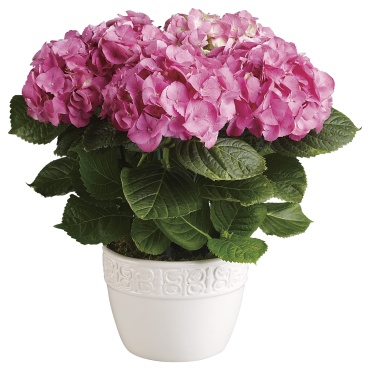 Happy Hydrangea - Pink