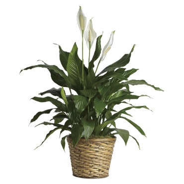 Simply Elegant Spathiphyllum - Medium