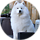 Samoyed Fab V
